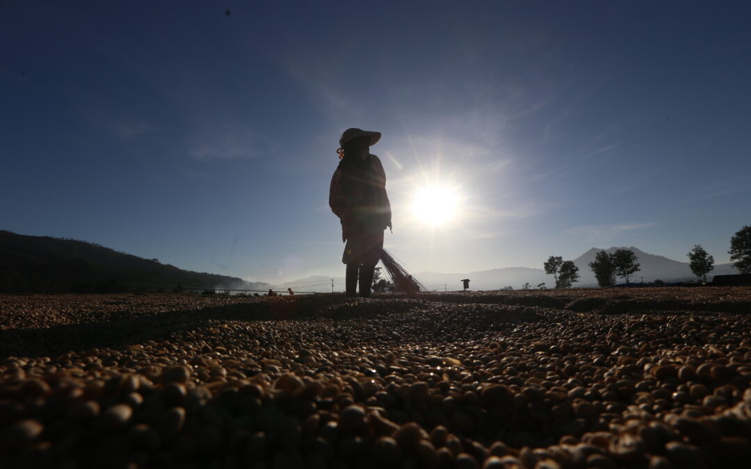 El Nino Will Occur in the Second Semester of 2023, Here’s What Indonesian Coffee Farmers Need to Prepare for