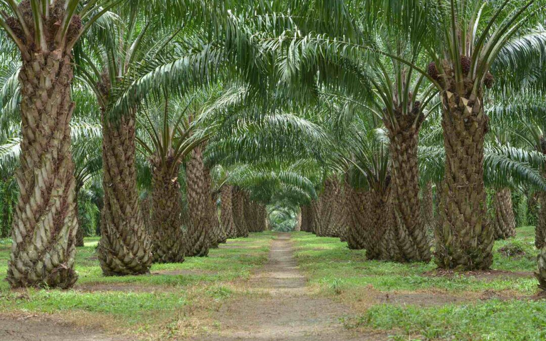 PTPN Group Achieves Top Position Globally for the Agriculture Sector Agriculture Sector Based on Sustainalytic Rating