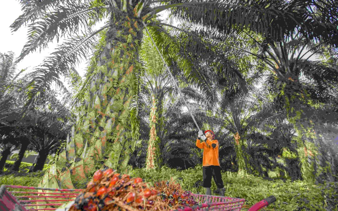 29 Tahun Mengabdi, PTPN Buktikan Konsistensi Melalui  Capaian Gemilang dengan Transformasi dan Inovasi  Menuju Ketahanan Pangan dan Energi Nasional