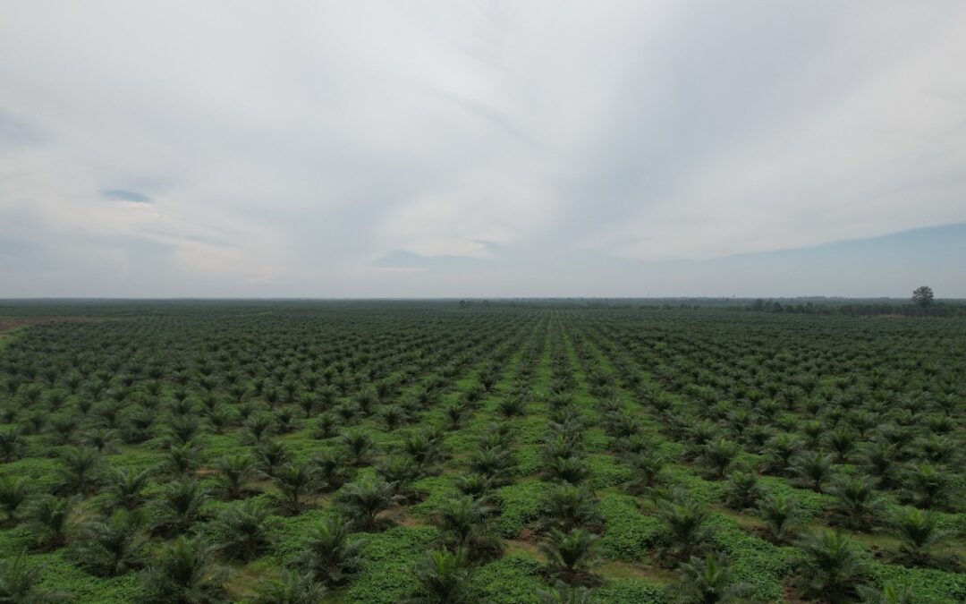 Catat Kinerja Positif di Kuartal I Tahun 2025, Laba Bersih PTPN Group Meroket Tajam
